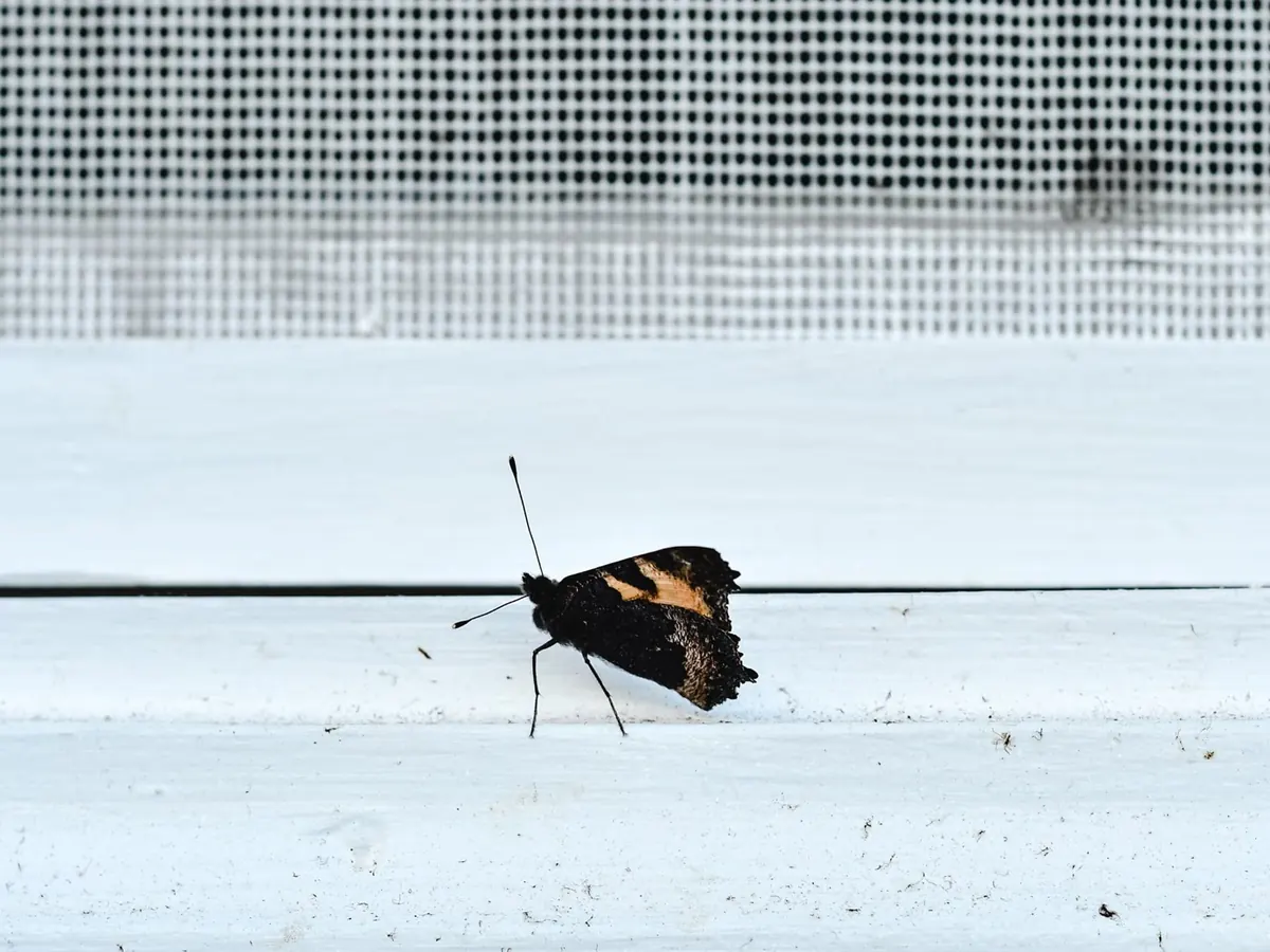 Insects held outside by intact lanai screen mesh